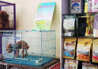 南京宠物寄养哪家好(实体店)