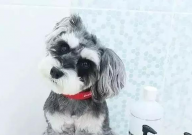 雪纳瑞和柴犬养哪个好(可以养在一起嘛)
