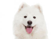 萨摩耶和博美犬的区别(是什么)