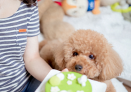 贵宾犬吐了怎么办(原因)