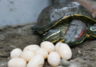 巴西龟多久下蛋（如何孵化）