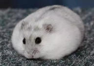 仓鼠拉肚子会死吗(为什么)