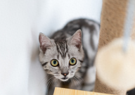 宠物猫丢了怎么找（巧方法）