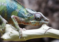 变色龙会游泳吗(能在水里吗)