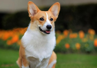 柴犬柯基区别(怎么区分)