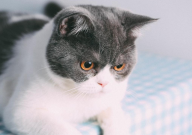 英国短毛猫的习性(特点)