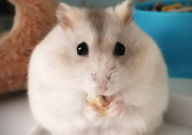 夏天如何养仓鼠(新手)