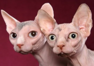 为什么有人喜欢无毛猫(原因)