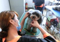 学宠物美容大概需要多少钱(技术)