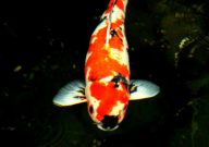 锦鲤鱼池水浑浊怎么变清(处理方法)