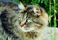 缅因猫掉毛厉害吗(情况)