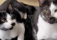猫不吃猫粮非要吃狗粮怎么办(为啥)