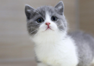 自己的宠物猫怎么卖掉(出售)