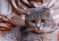 折耳猫腿瘸会维持多久(是怎么回事)