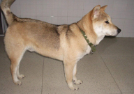 怎么训练中华田园犬（方法）