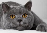英国短毛猫的特点(是什么)