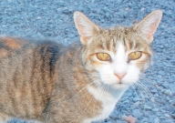 宠物猫用洗澡吗(用不用给猫洗澡)