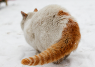 宠物猫吃什么容易胖(增肥效果好)