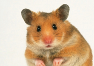 仓鼠会自己清理颊囊吗(为什么)