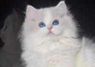 布偶猫吃鸡胸肉好吗（怎么吃）