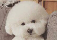比熊能吃猪皮吗(为什么)