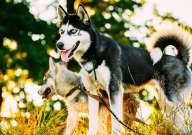 爱斯基摩犬和哈士奇的区别(是什么)