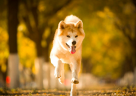 秋田犬性格特点（特征）