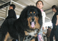 藏獒会咬主人吗(为什么)