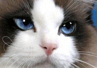宠物猫丢了可以报警吗（有用吗）