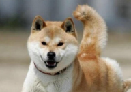 秋田犬咬人是怎么回事(怎么办)