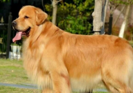 金毛可以吃小米粥吗(好吗)