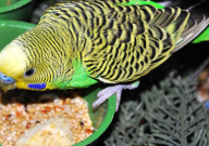 虎皮鹦鹉最怕什么颜色(怕红色的东西吗)