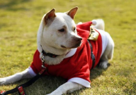 中华田园犬会掉毛吗(为什么)