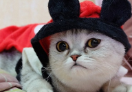 猫老是带猫砂出来有什么办法(措施)