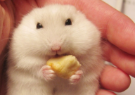 仓鼠不想养了怎么办(可以送到哪)