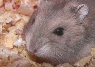 仓鼠藏食物怎么办(有危害吗)