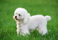 贵宾犬换新主人的态度(会变吗)