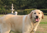 养柴犬好还是养拉布拉多好（哪个更适合家养）