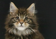 缅因猫在中国好养么（能养么）