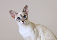 宠物猫能在院子里散养吗(为什么)