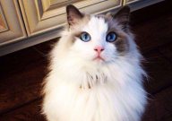 布偶猫繁殖难度高不高(繁殖期是多久)