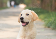 拉布拉多几岁不再拆家（懂事）