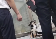 小狗进地铁蹭空调被安保耐心劝离（可爱）