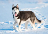 哈士奇外貌特征（外形描述）