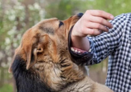 宠物狗有狂犬病毒吗（会传染吗）