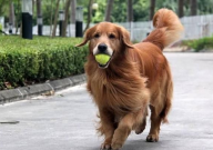 养金毛一个月要花多少钱(正常)