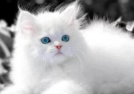 波斯猫布偶猫区别(哪个好)