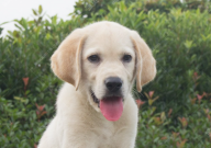 拉布拉多怎么判断纯不纯（如何判定）