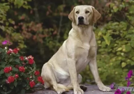 拉布拉多抽搐怎么回事(原因)