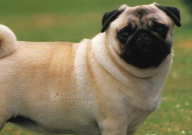 巴哥犬多大可以洗澡(什么时候)